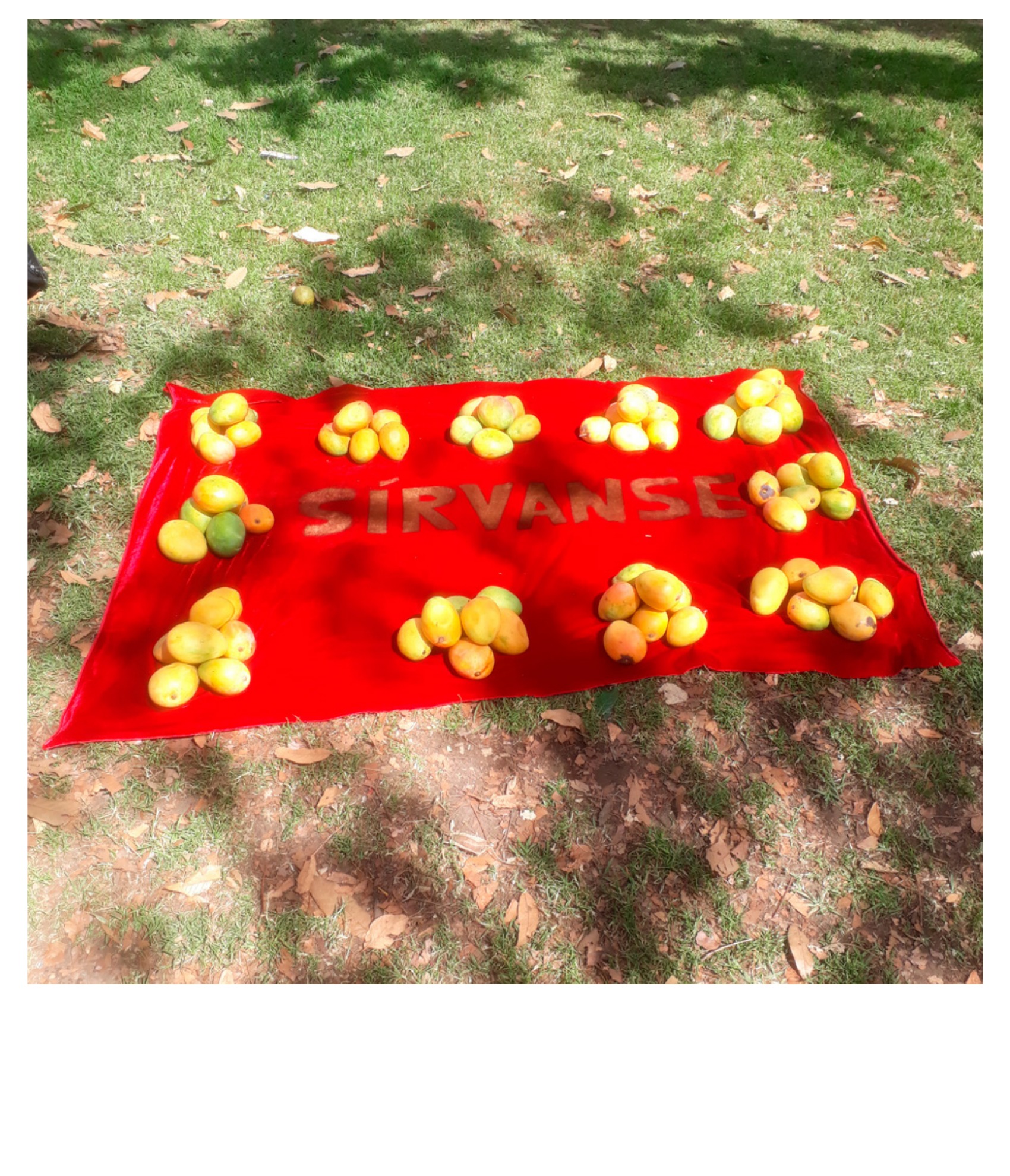 Sírvanse — Mangoes